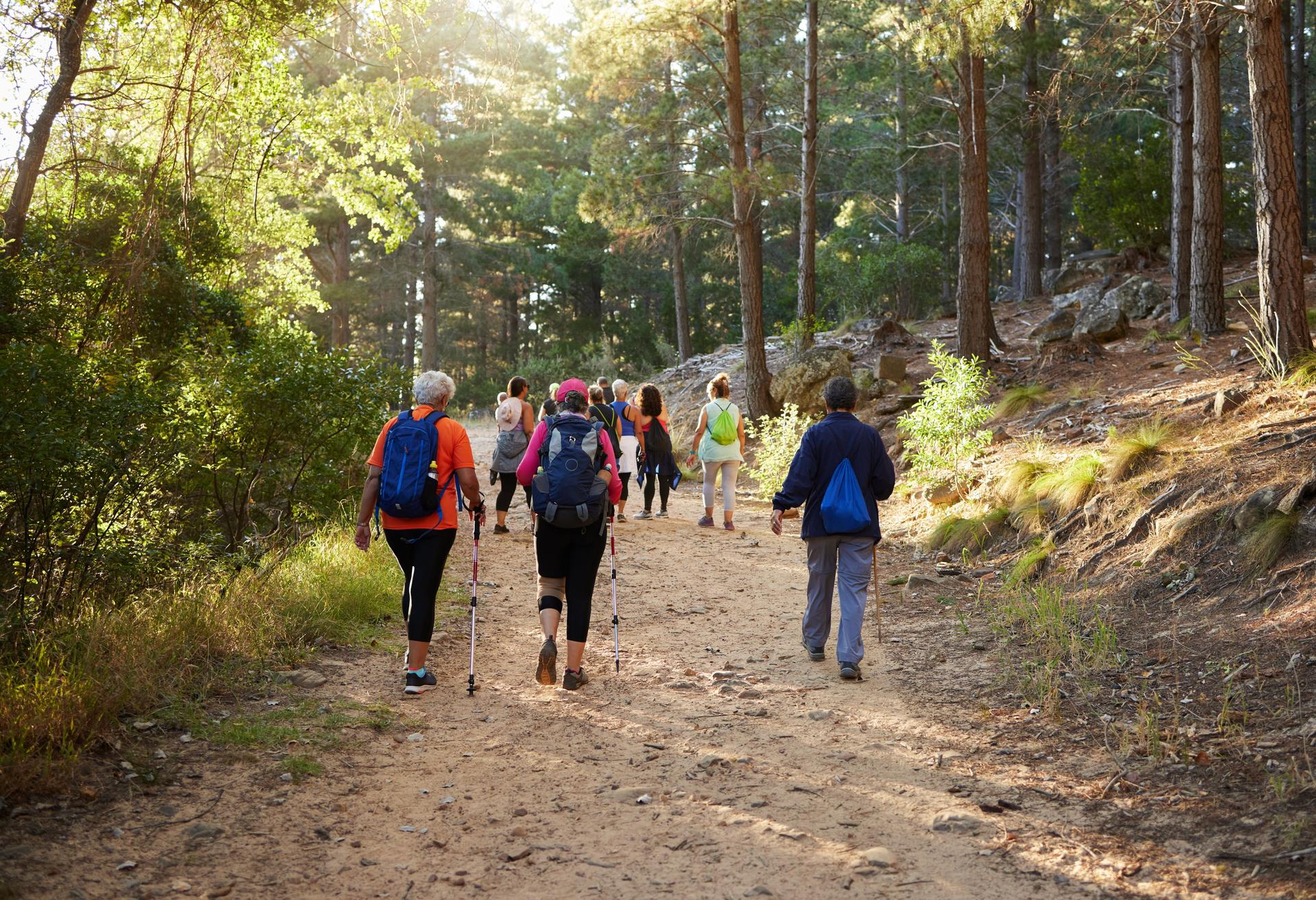Hiking, nature and fitness with a group of people walking in the woods or forest for health and exercise. Trees, health and active with friends taking a walk on a dirt road or footpath during summer